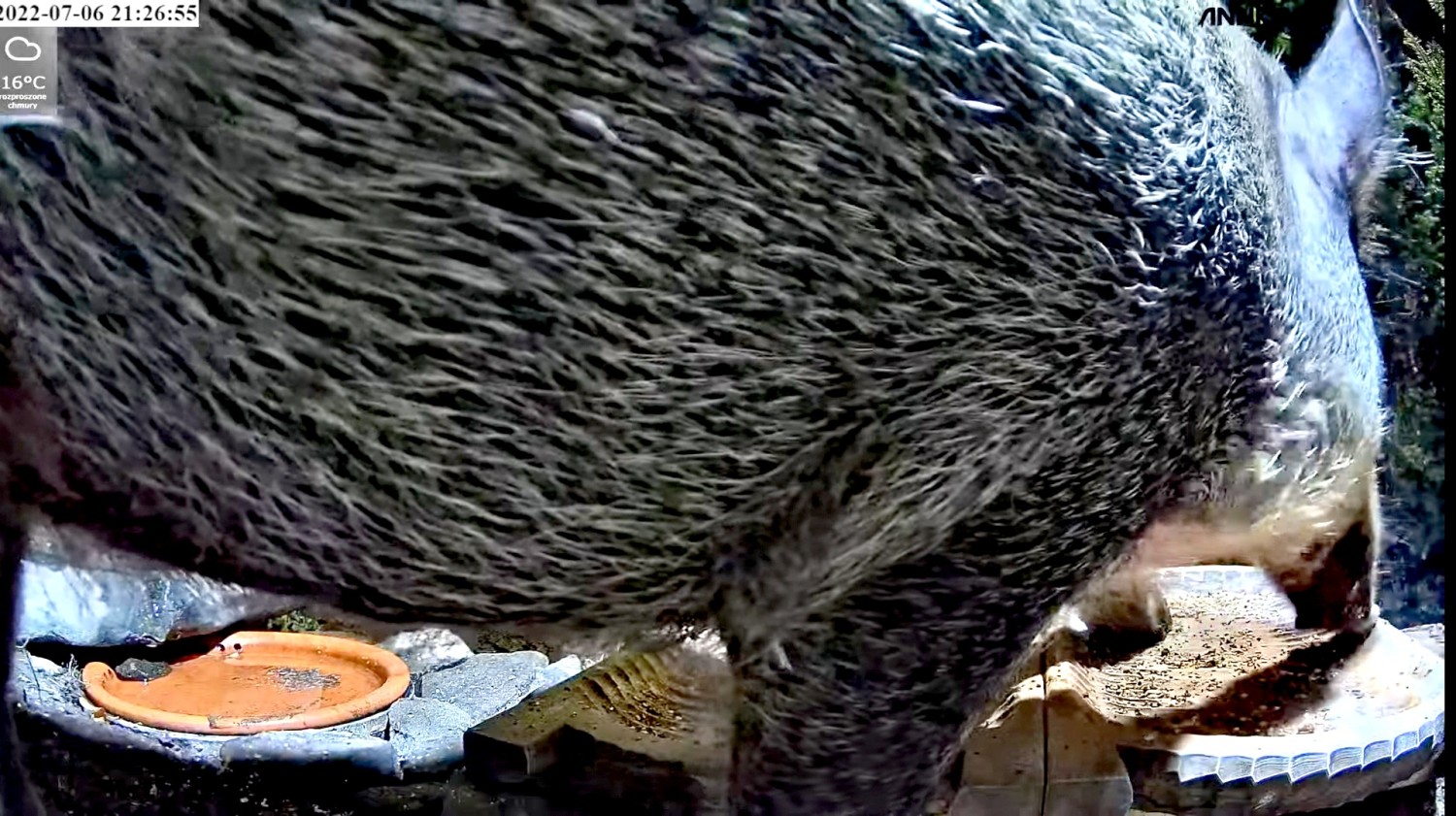 livebirdspoland_6b6b06e3cec677c0624e05562339244a.jpg