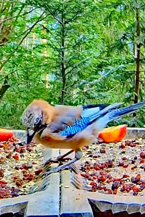 livebirdspoland_e86f823ef1e1e2658e0db69364d717bd.jpg