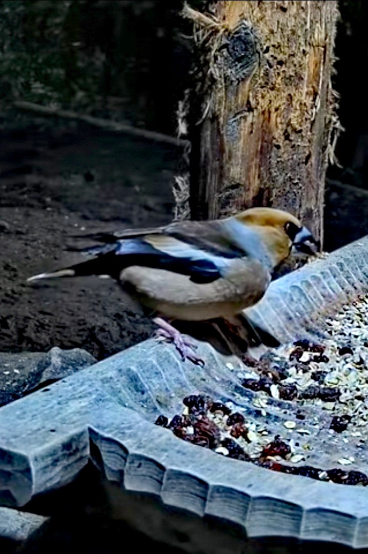 livebirdspoland_79c4460e166e86440bdab1026d869319.jpg