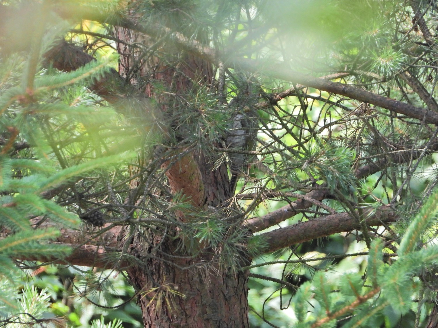 livebirdspoland_3a1fe765b75c9f0171997c1c7f1412de.jpg