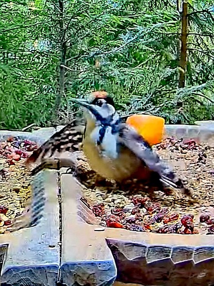 livebirdspoland_9ebfe0b6d34d29b2b0d5de274c87c48a.jpg