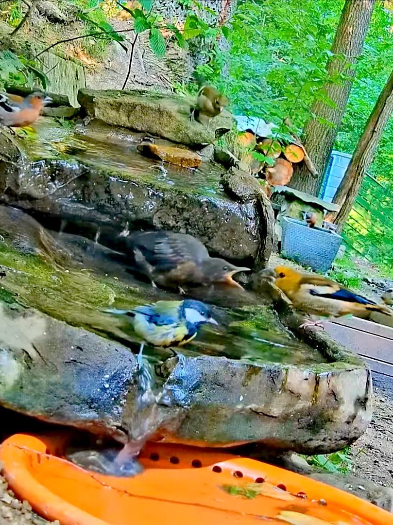 livebirdspoland_86c34bcc13327b977c2a0122dc9c236f.jpg