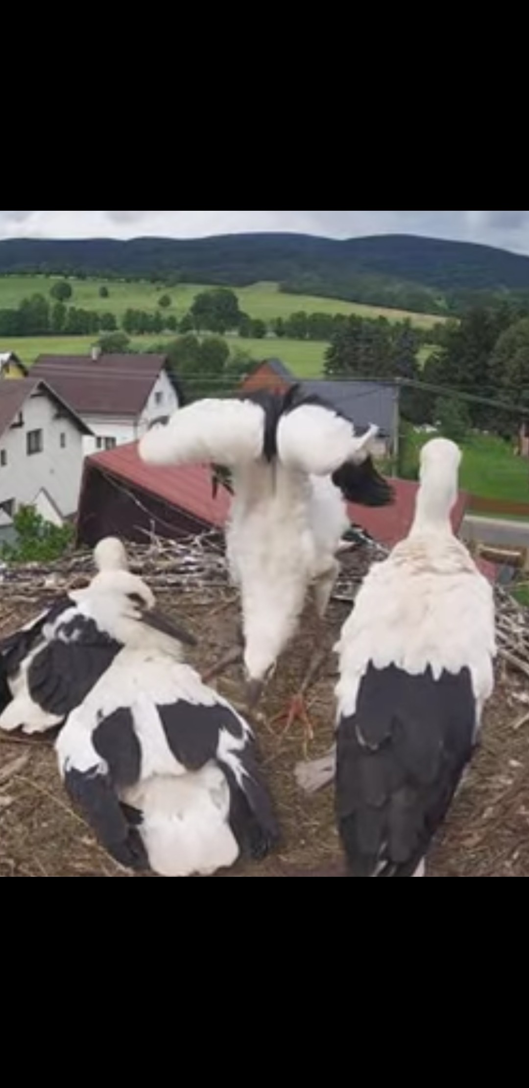 livebirdspoland_b277e650ef00386c83296e70e9e08c03.jpg