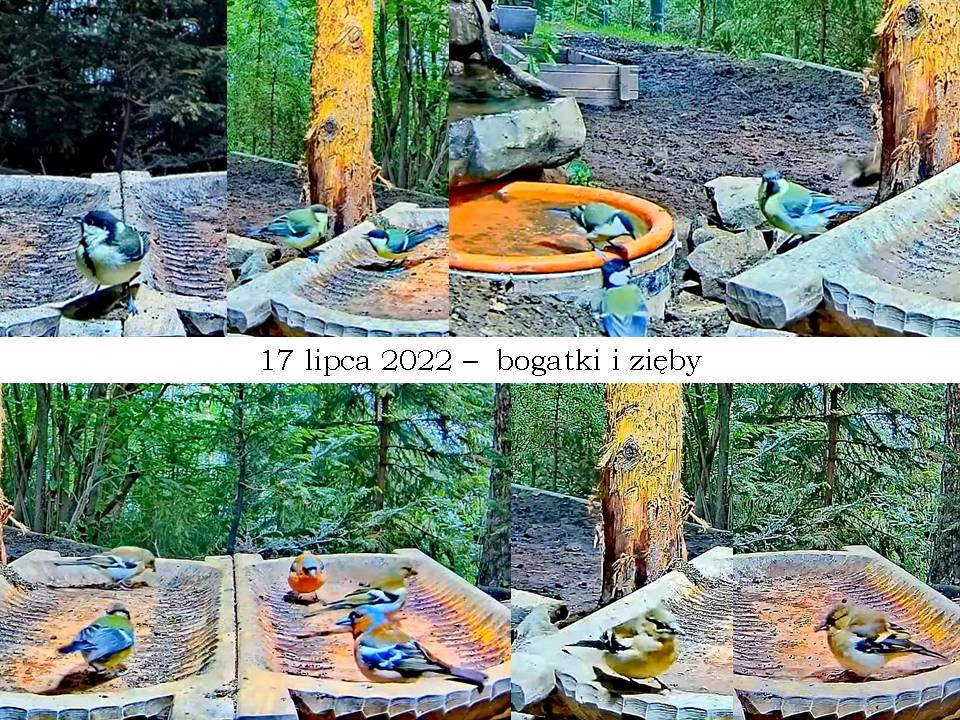 livebirdspoland_79cfbef4af65be695798ff0660b3608f.jpg