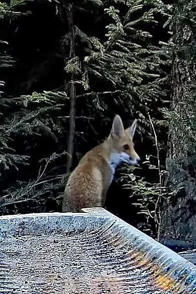 livebirdspoland_529d2a2a765aa15a2a64150dadc44ae7.jpg