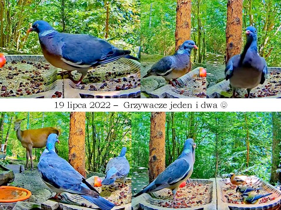 livebirdspoland_7c2eee4fde838aec50a08fb9c059f30e.jpg
