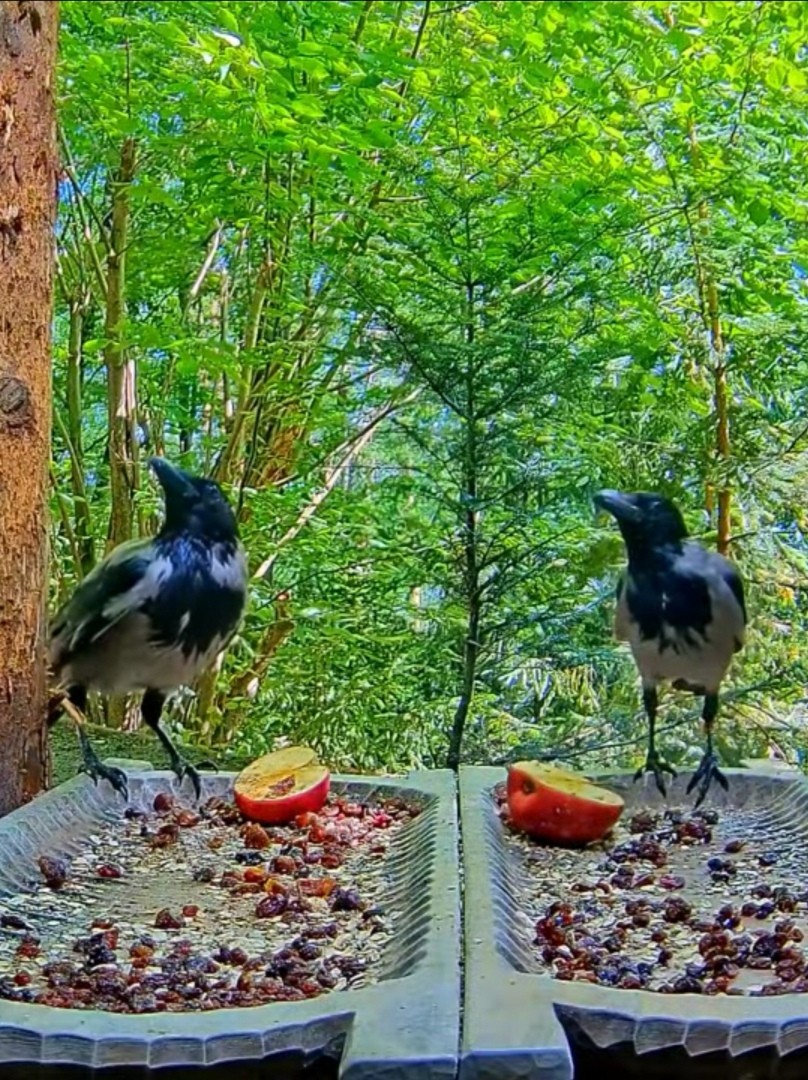 livebirdspoland_bb94fa5cd2c74cbbde899340f83c93d8.jpg