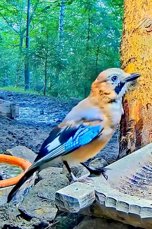 livebirdspoland_4363e32ff0bb128c3655d148b5922afe.jpg
