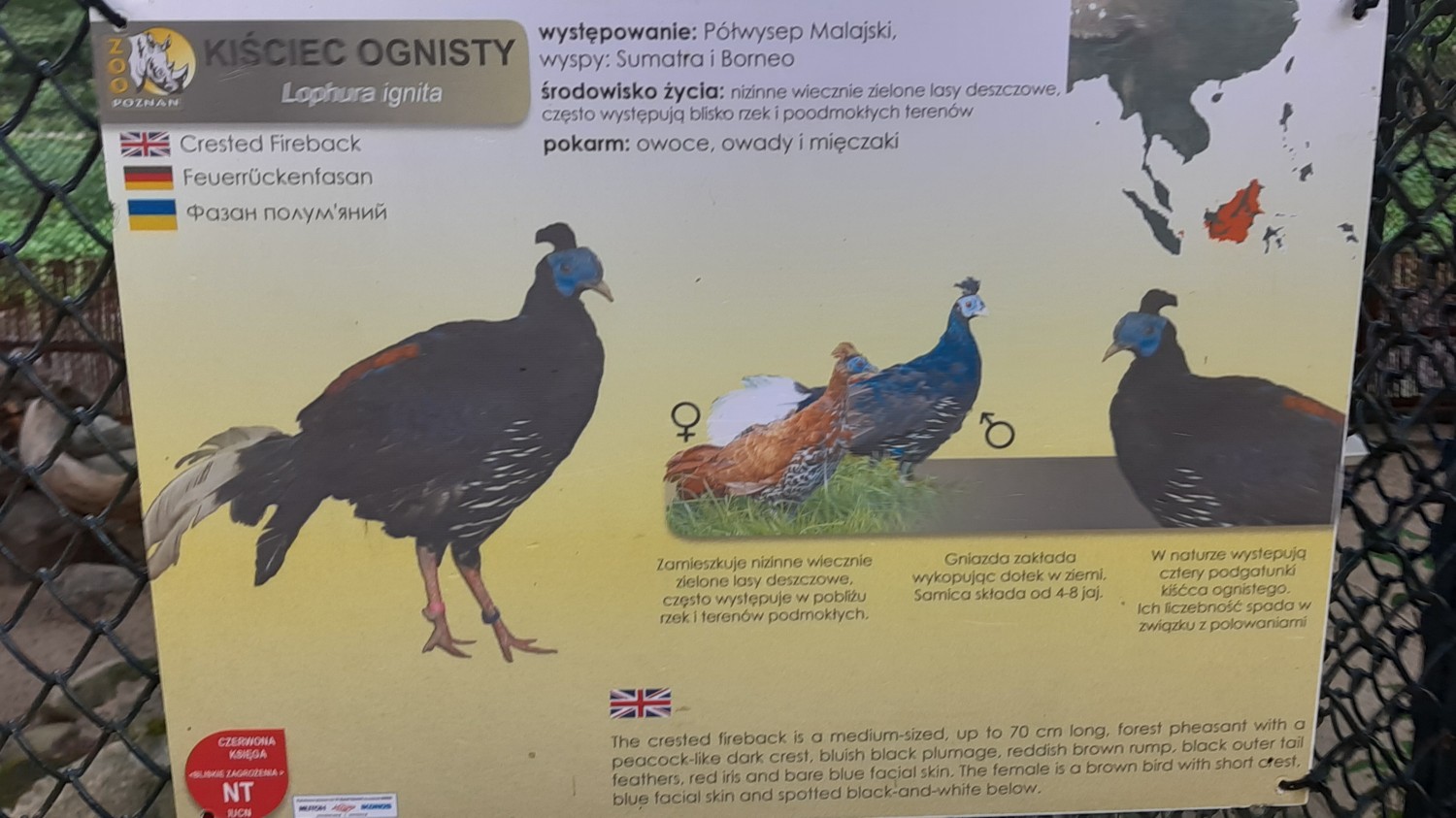 livebirdspoland_ffa5ed21853de62aa1d9f53f26bc87d5.jpg