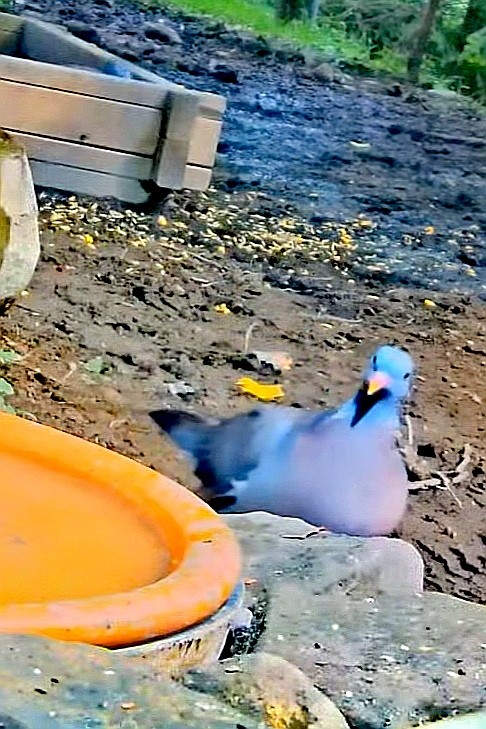 livebirdspoland_9ddc4a45de08bb179feba0cf7bb099dd.jpg