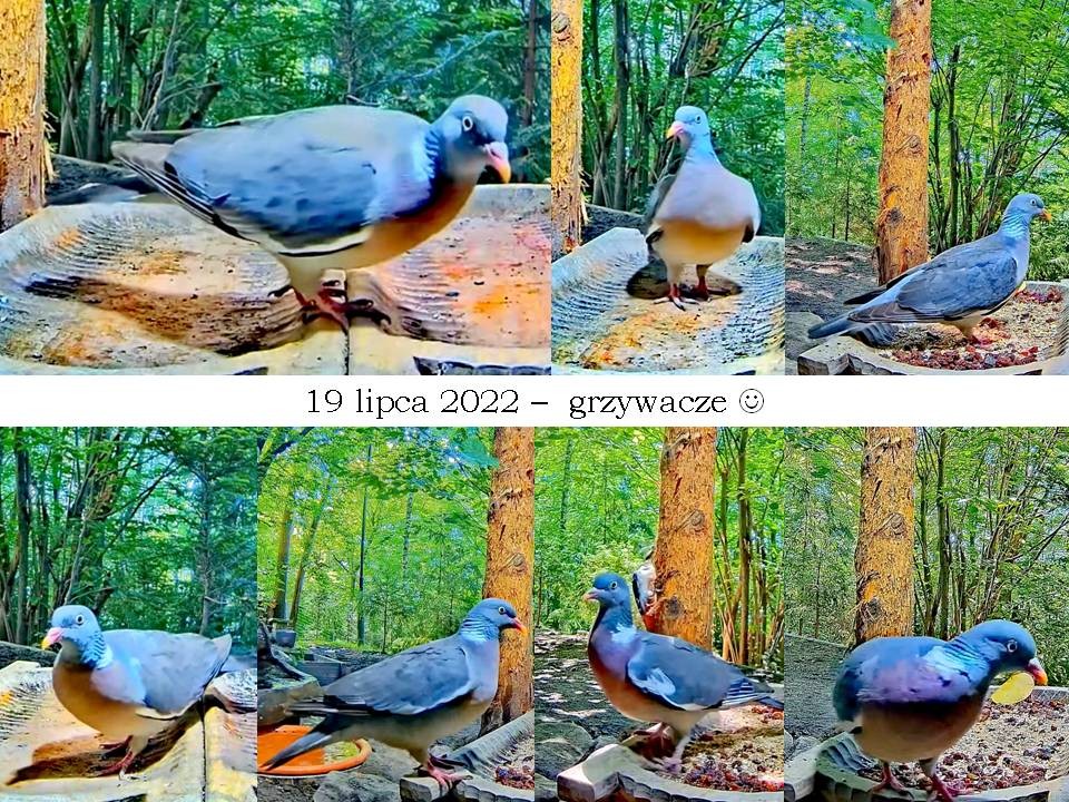livebirdspoland_af27b486414fd7676e5d404d79843be1.jpg