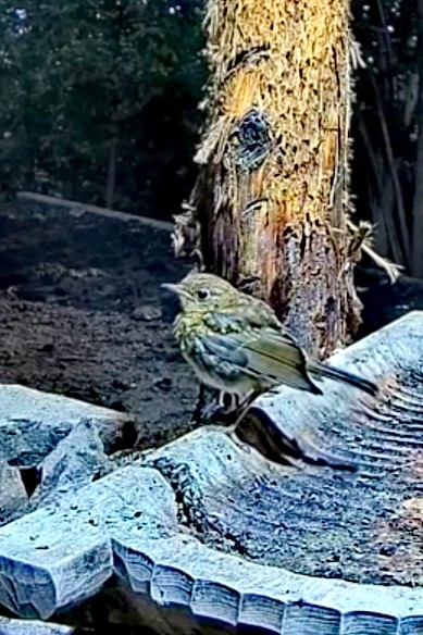 livebirdspoland_18f12b34d0d0747a9e8d3e223ede729f.jpg