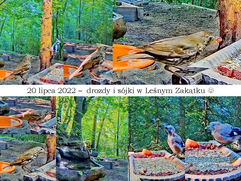 livebirdspoland_b7ad34f173b28ac7b0ad7789425b9f6a.jpg
