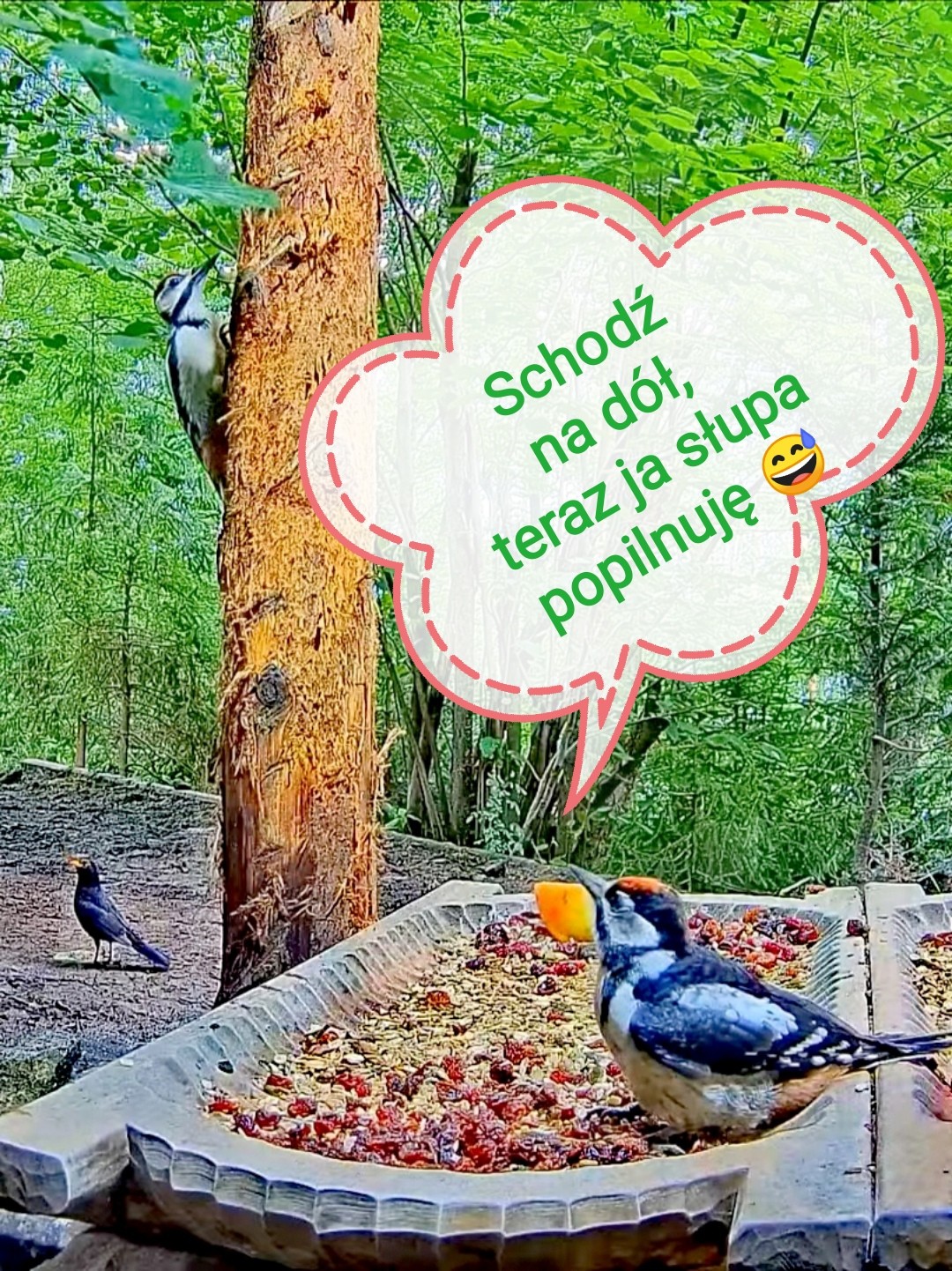 livebirdspoland_e8a451d439668f693c3f55af575f6436.jpg