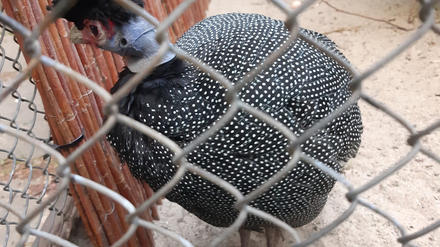 livebirdspoland_5ba053751b3e5841393697661a5039d2.jpg