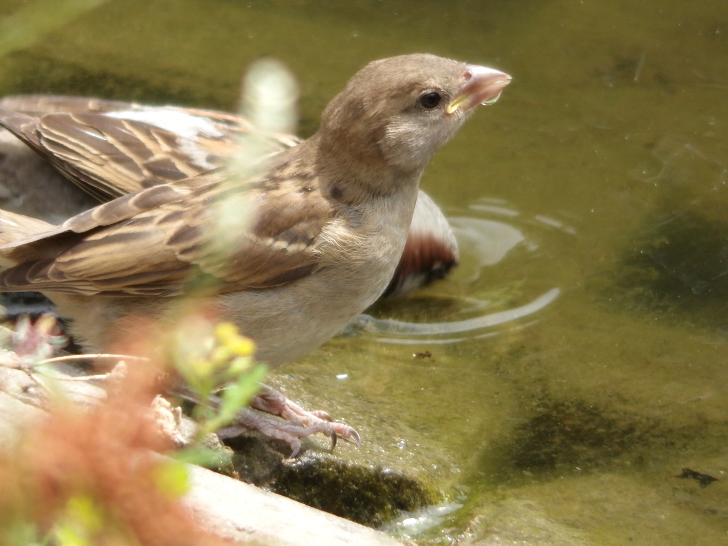 livebirdspoland_dc52edfd9cc96b2c362e2db94eb44e73.jpg
