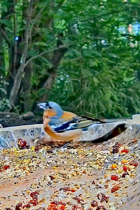 livebirdspoland_0eb1c7c18dcf0af6c94f16e06893e8cf.jpg