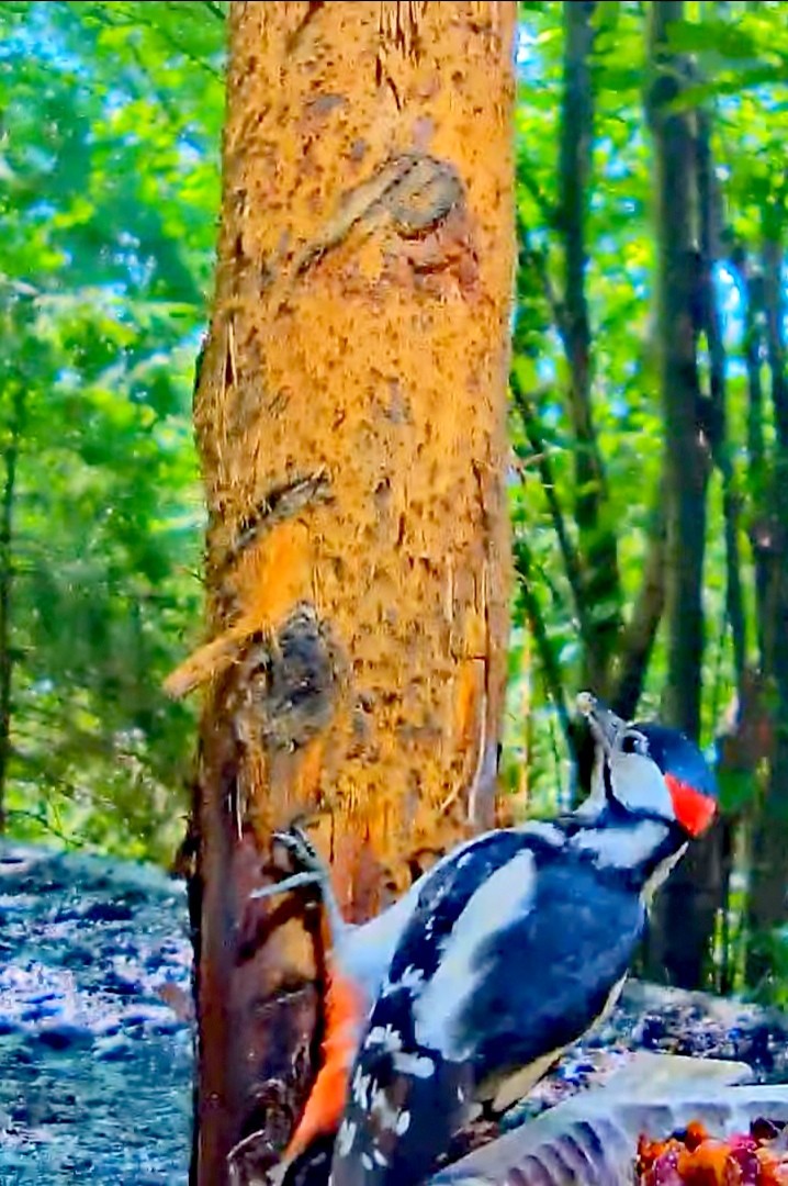 livebirdspoland_2ab869d59483a0d41d7b2efdf6daf9ba.jpg