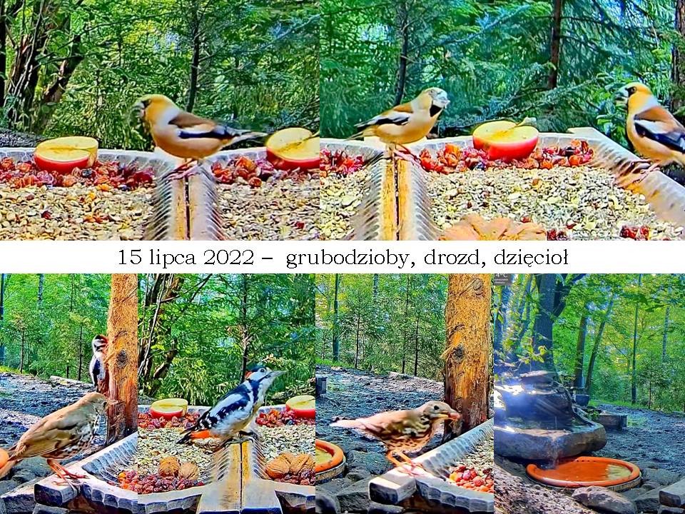 livebirdspoland_20edd1bb91f76cebc05fa645eb1ab6af.jpg