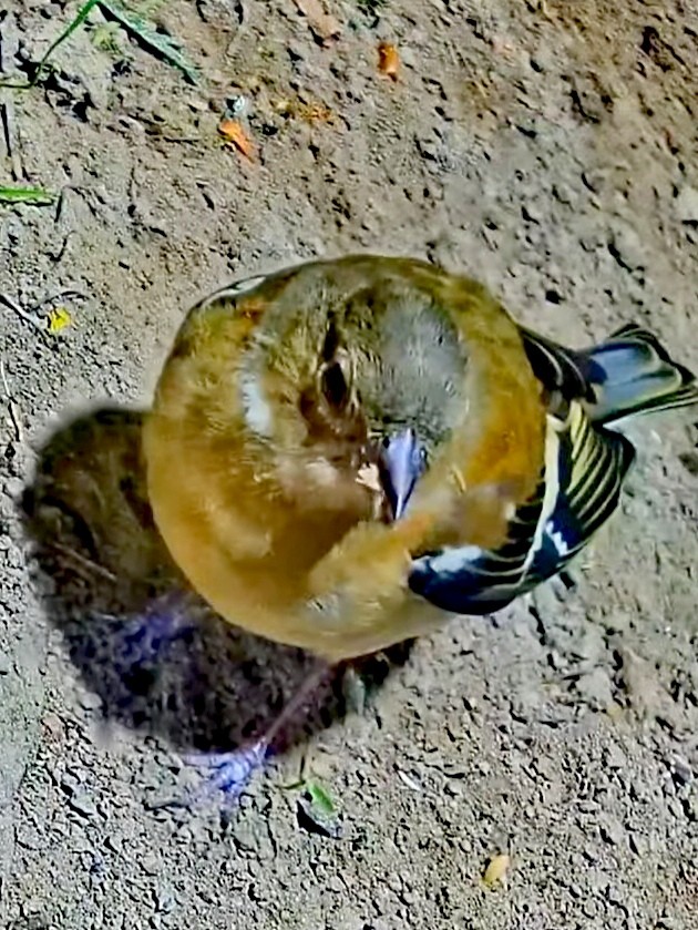 livebirdspoland_299b4a9908ddc4a409bf9c355f6f81a0.jpg
