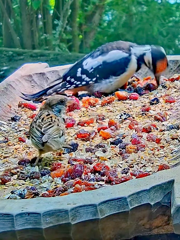 livebirdspoland_eca0fd550d5ec965cf164f5ada24fb25.jpg