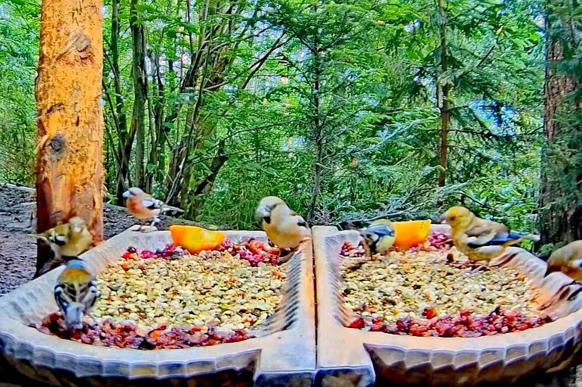 livebirdspoland_6e652ebc9f59eca9e6058f147547c044.jpg