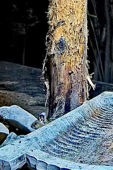 livebirdspoland_67719dfcef6db4f04899f958d0e13fde.jpg