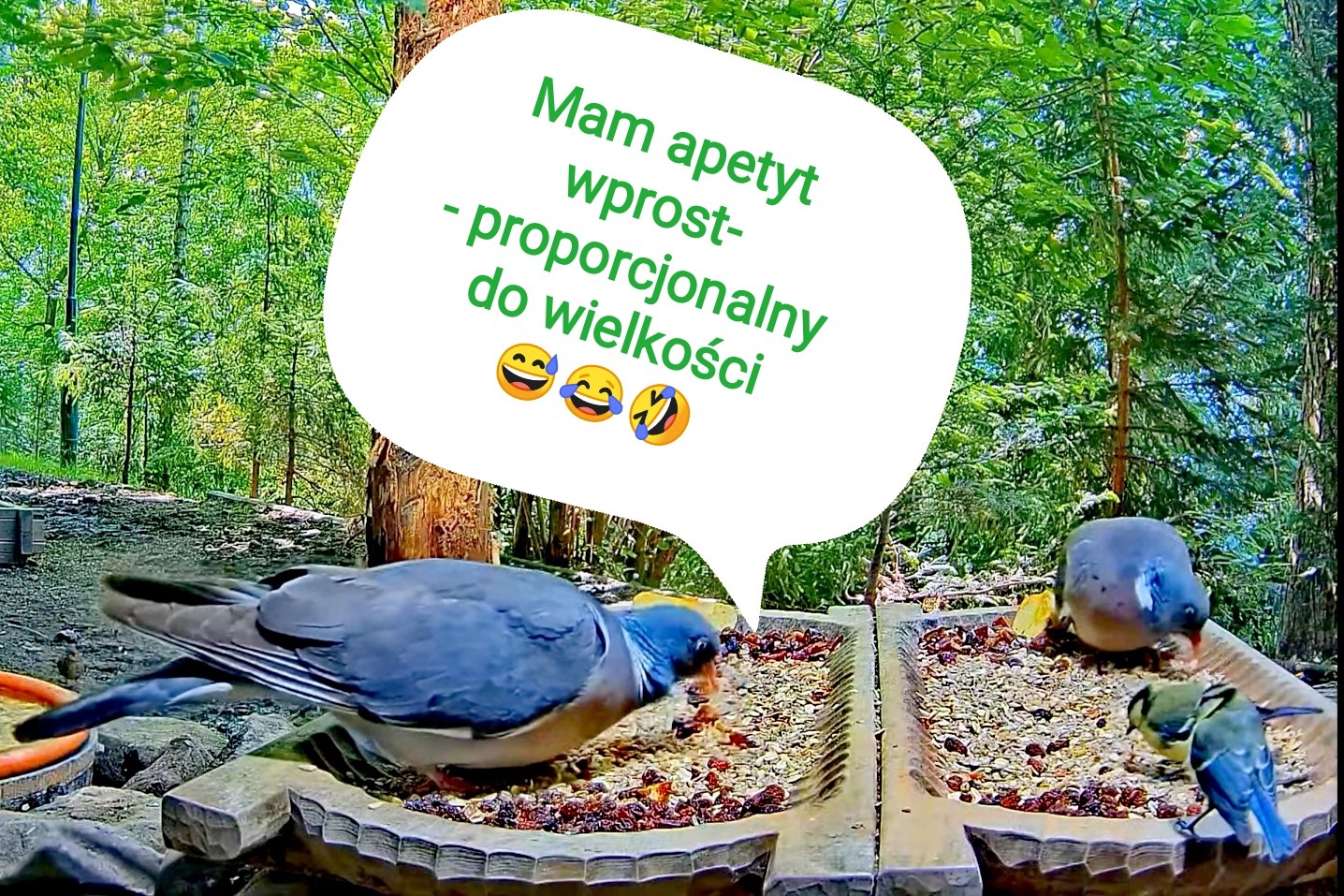 livebirdspoland_c16020204ce97f5e36742791ebe92f9c.jpg
