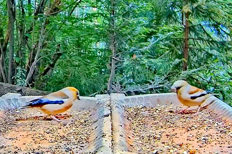 livebirdspoland_e795fc18559b22b8e3820aec5dd33983.jpg
