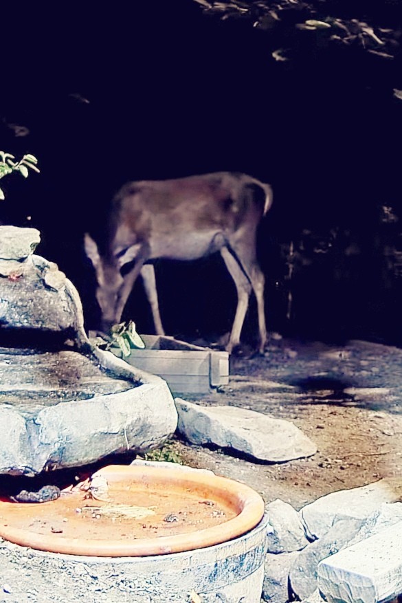 livebirdspoland_4cd364b08718509cb9b76d1a68e72c0d.jpg