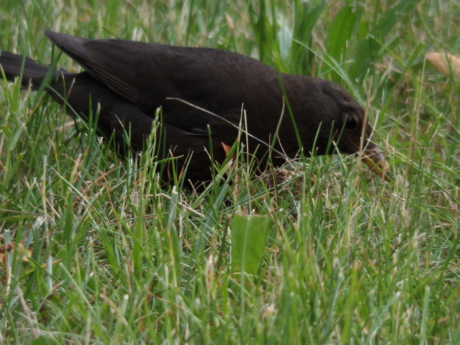 livebirdspoland_66bb5574f33d50f24007aa4d290910f0.jpg