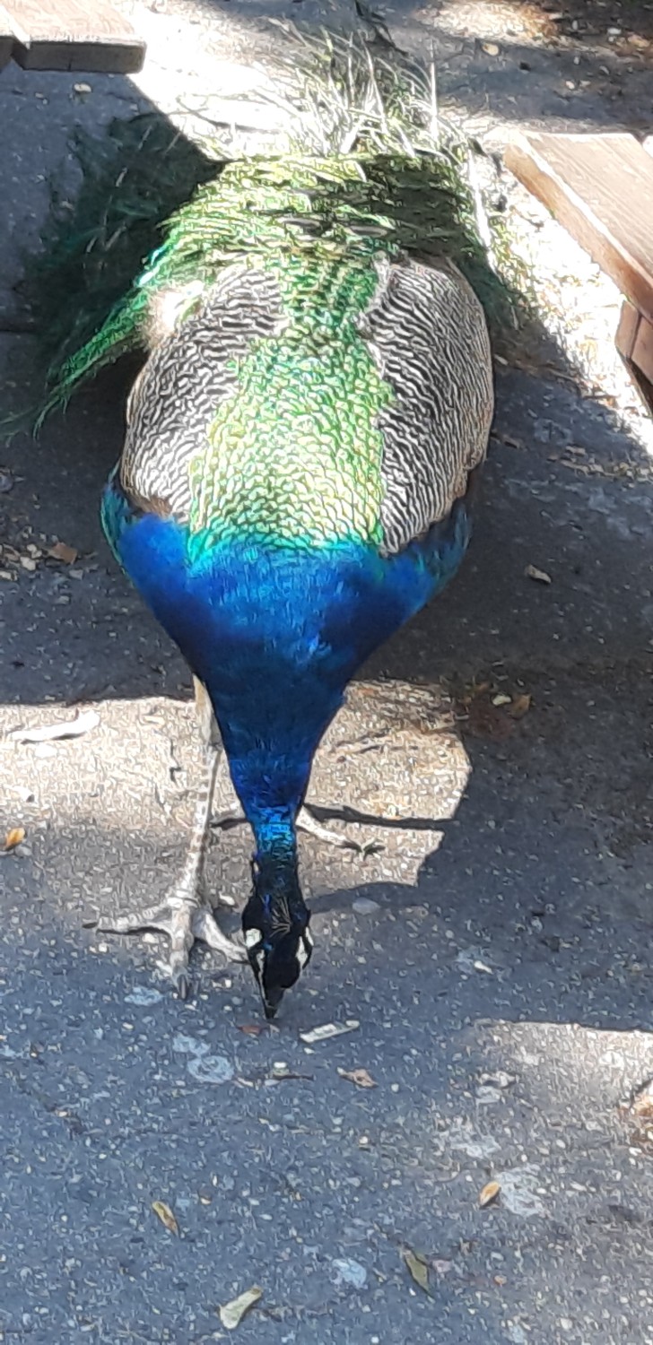 livebirdspoland_53c8c90f19109cb47769b8175580c48d.jpg