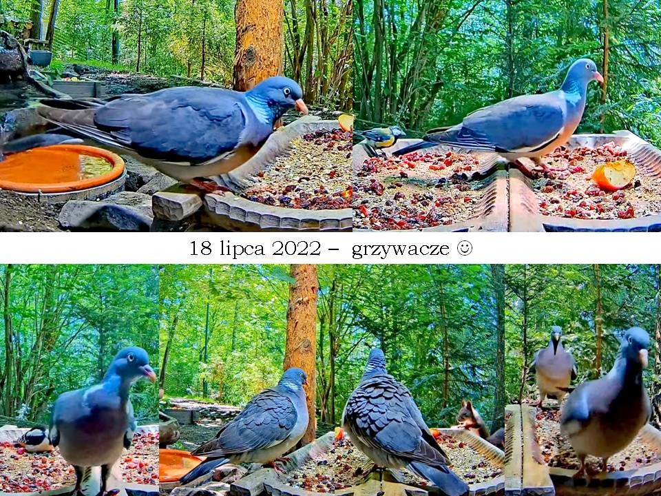 livebirdspoland_c8c098c699c531264fa6cfe1d22167d4.jpg