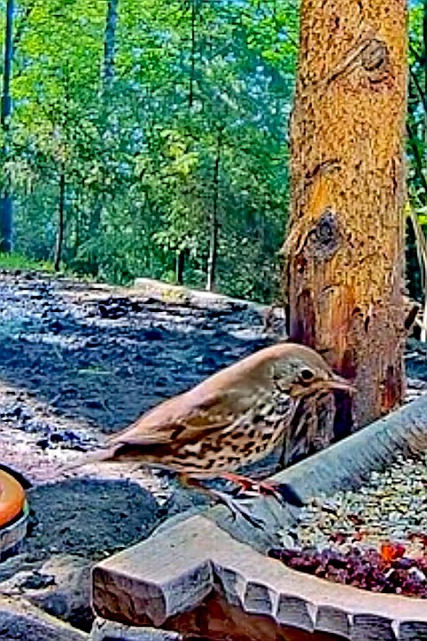 livebirdspoland_8553bcb79df5477552bb18e98a10ba38.jpg
