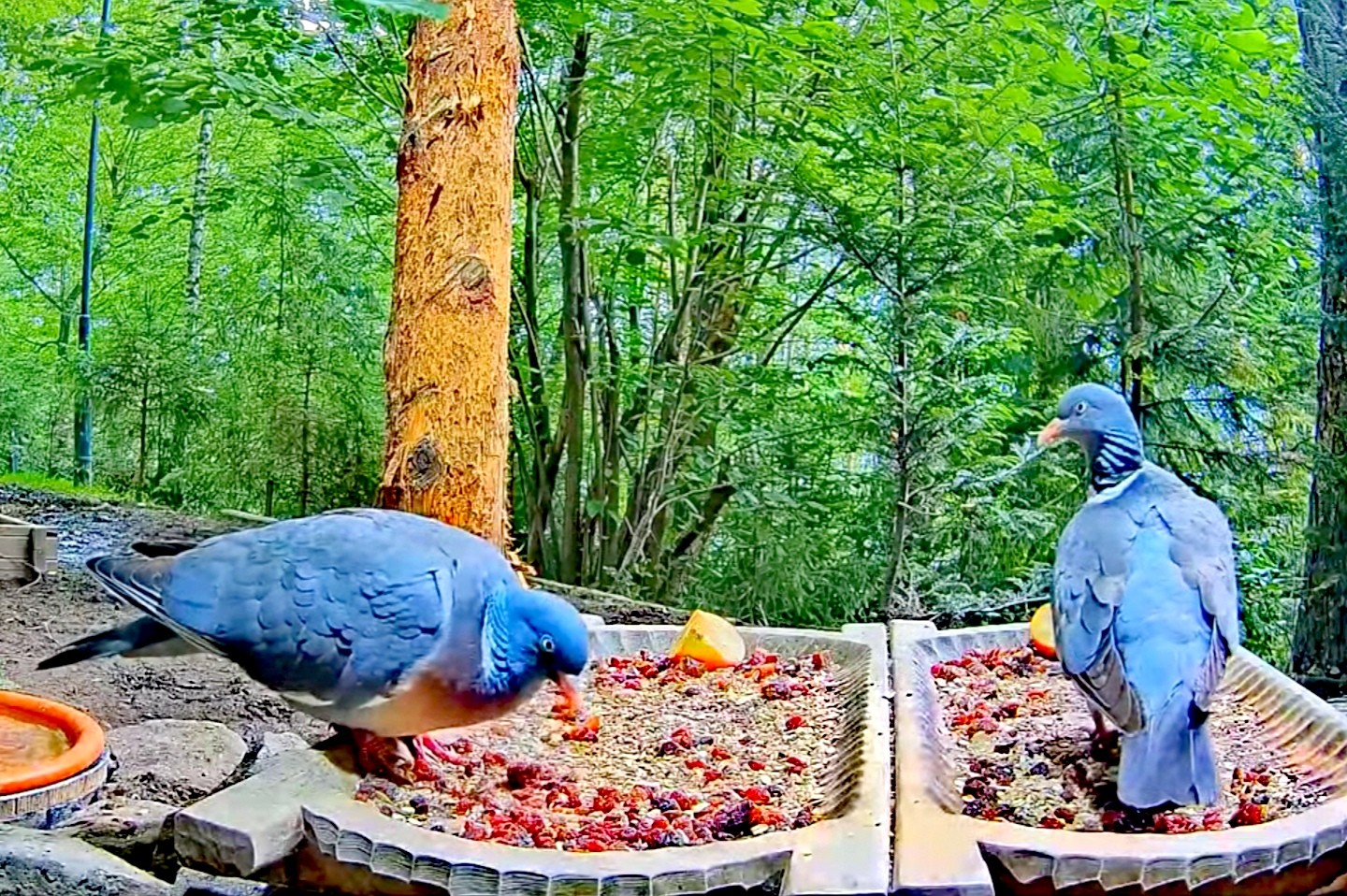 livebirdspoland_02b3f1ca1ec9a78a4ead15e6c35c9a78.jpg