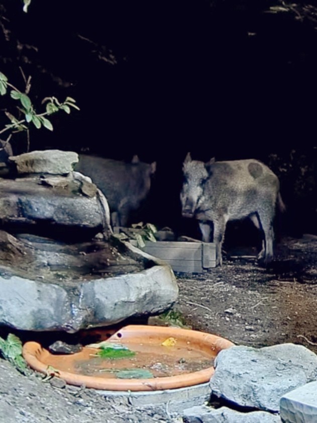 livebirdspoland_06314ab5ff634969cdb5e6525ca3deaa.jpg