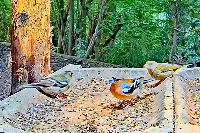 livebirdspoland_d4a51fb59dc123f22b2daf35c7e4dbc6.jpg