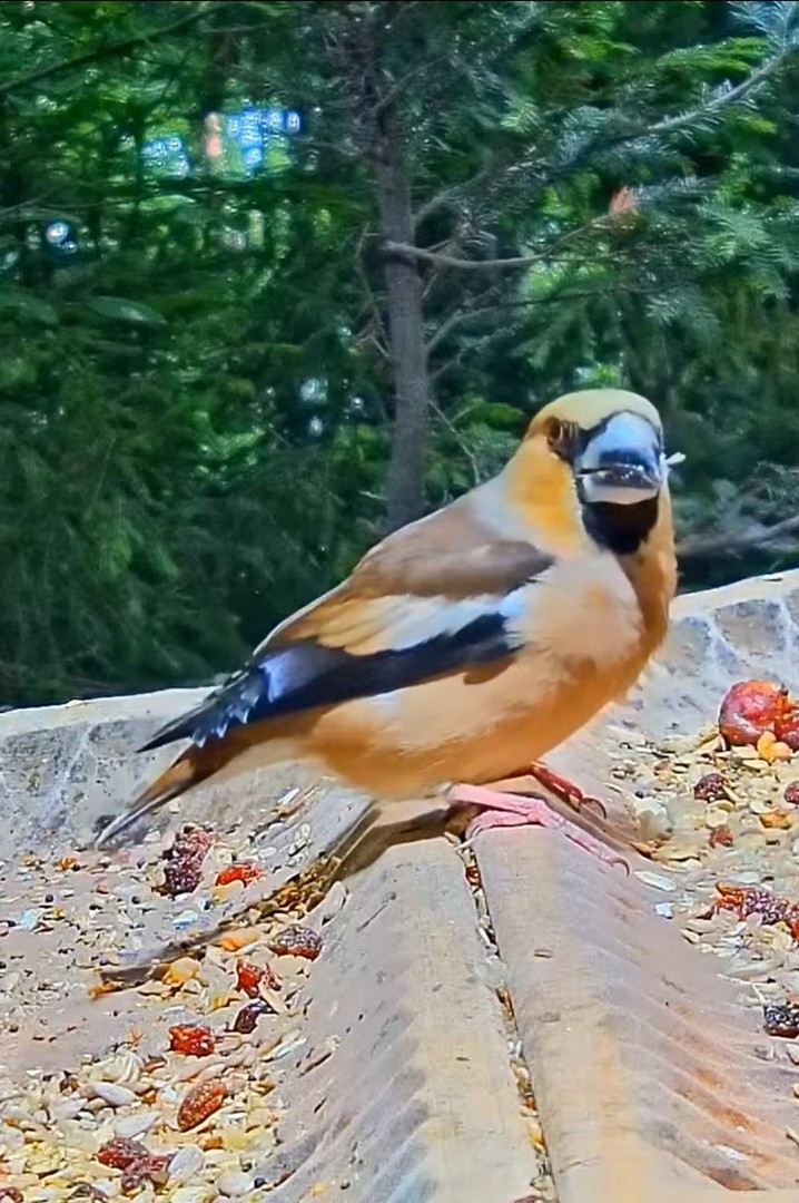livebirdspoland_defba6390162eeab980a4946543f0492.jpg