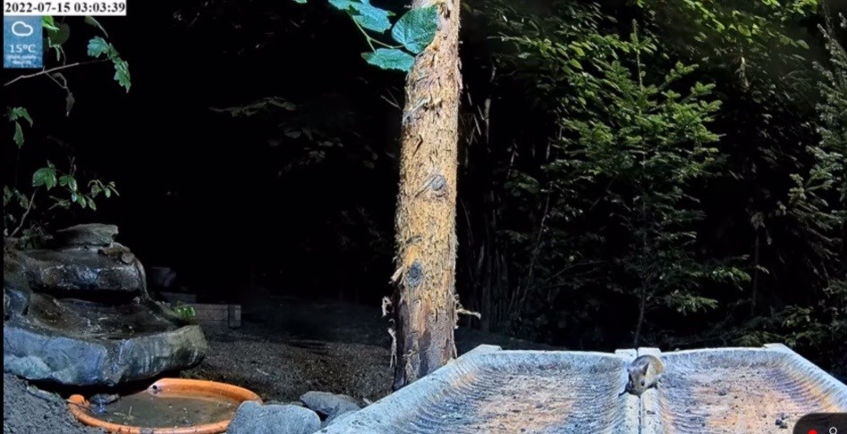 livebirdspoland_e8145b00e70db8d615486aa30b33b9bf.jpg