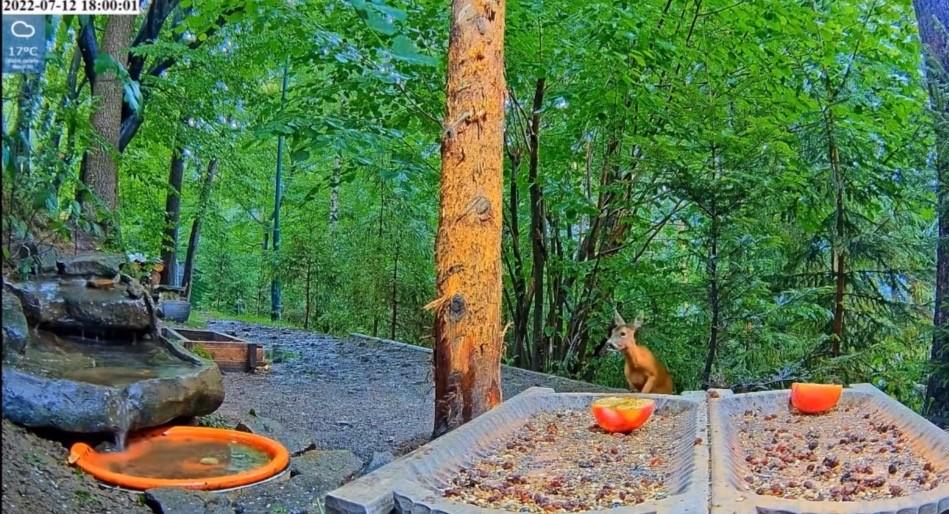 livebirdspoland_9900b879f6acd5cc546dde5ae05d1304.jpg
