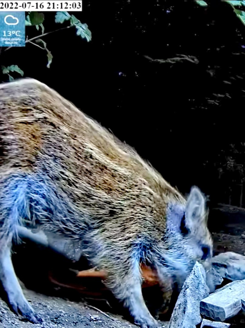 livebirdspoland_9f1a46928ecd7e5f21b92bec4d6e22d6.jpg