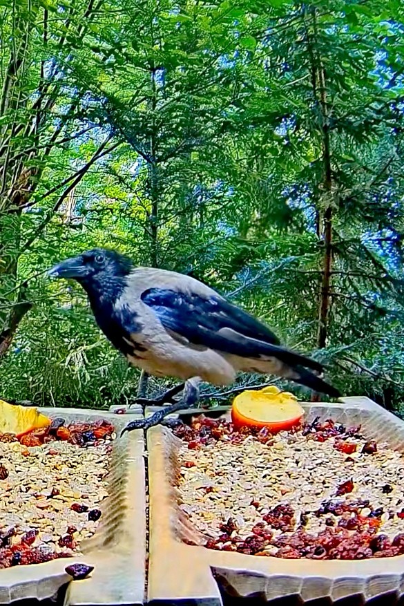 livebirdspoland_59208deffc99cfe67c881de048757c58.jpg