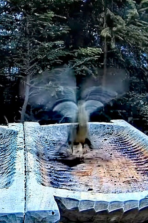 livebirdspoland_d9a23791b3d23296214f97ee237adfa4.jpg