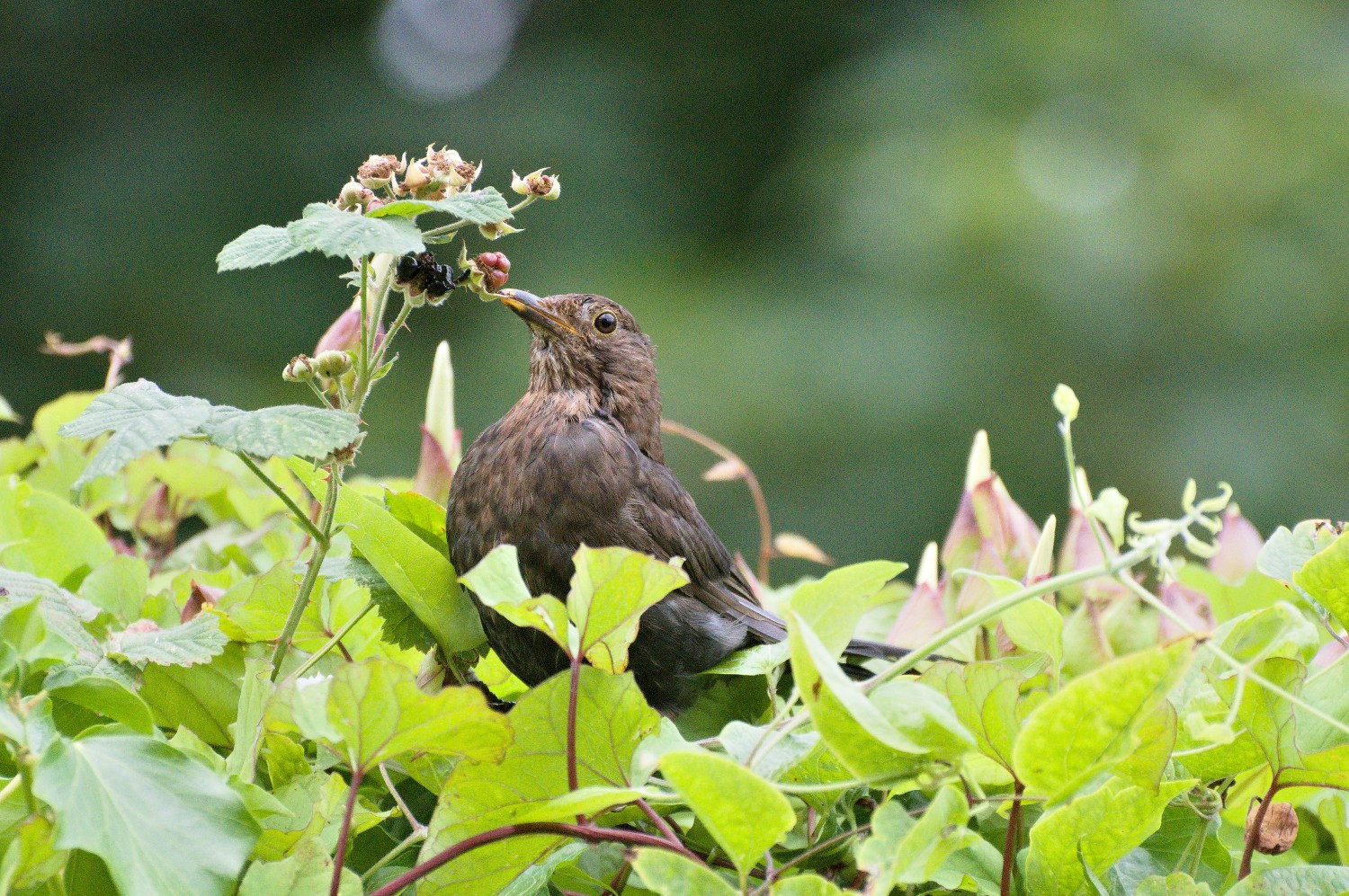 livebirdspoland_cb2e9a0ee6eb749aeaa1f58f1b7c775b.jpg