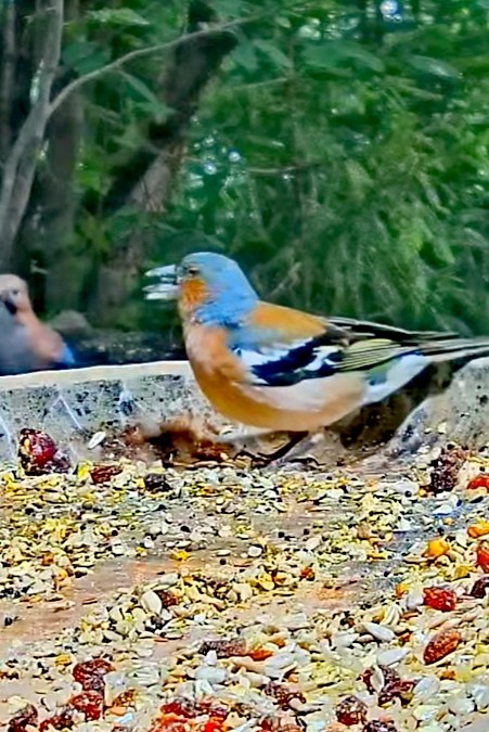 livebirdspoland_33e2d26391cbb6d0160da641808e5d4f.jpg