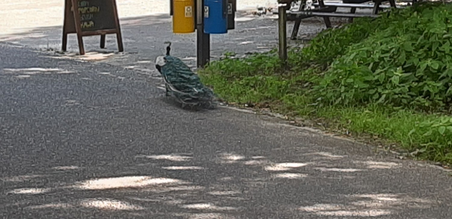 livebirdspoland_1ca9c6014a674d55f5974a154e7804db.jpg