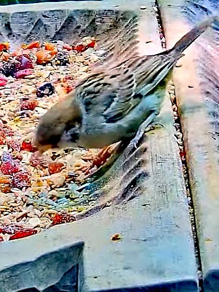 livebirdspoland_672f2a85a7c3790b84cb400bd5d4e939.jpg