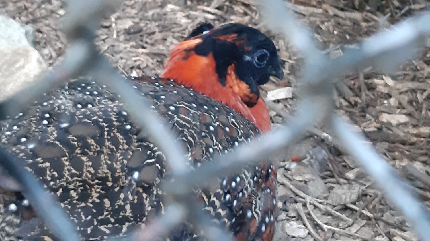livebirdspoland_23fedb3a2419c48570a0f771cb46b7fc.jpg