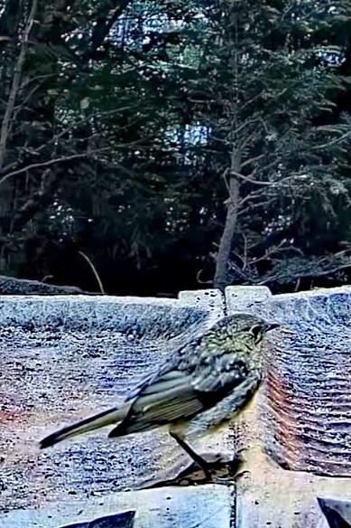 livebirdspoland_263a7a5e2d16a94dd43f5dd7b12c3956.jpg