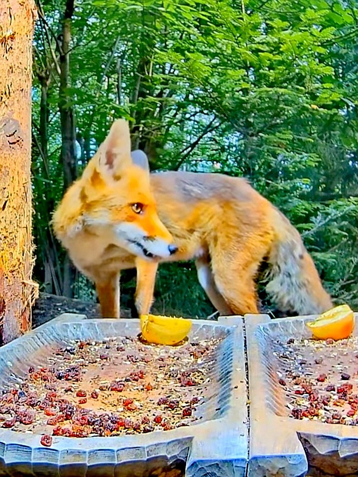 livebirdspoland_339c0263354e61bee463a82e9a0a7fd6.jpg